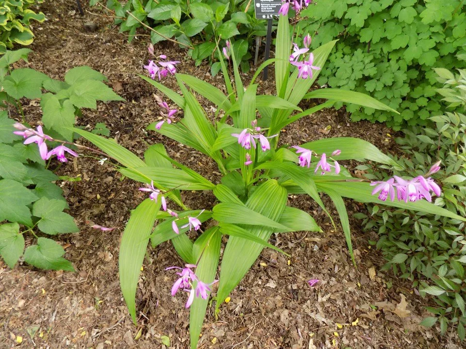 ground orchid 2.jpeg