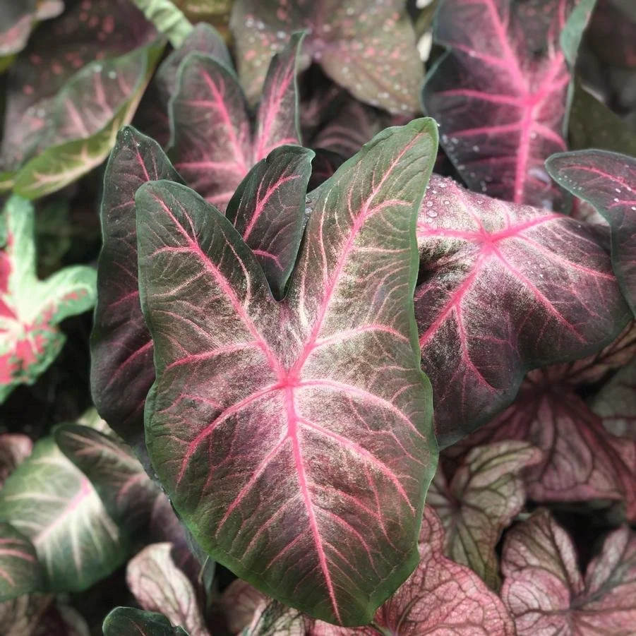 caladium berries N burgundy.jpg