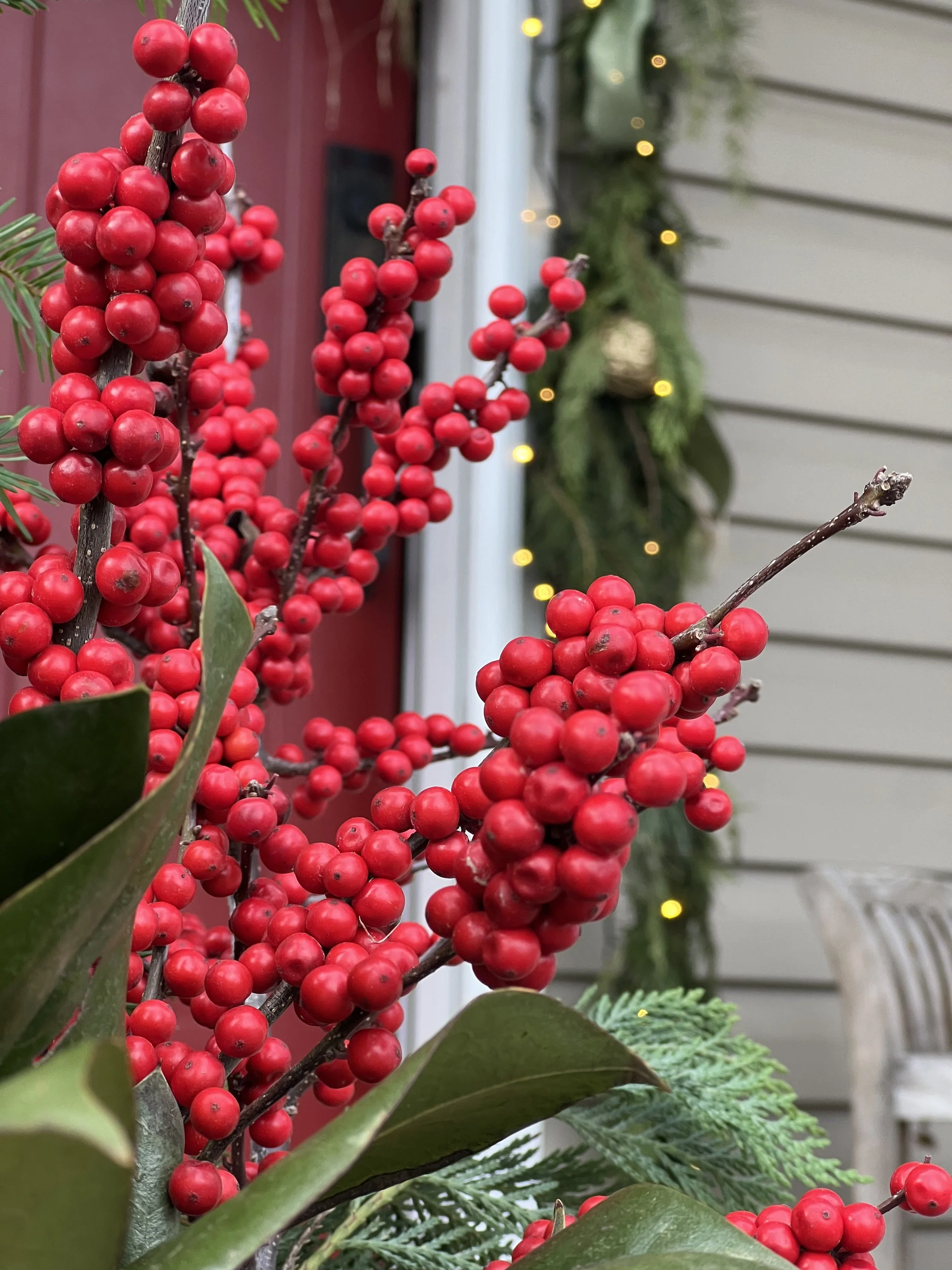 Close-up of bright red holly berries on branches with green leaves, holiday decorations in the background including a garland with small string lights.  Front Door Decor Annapolis, MD