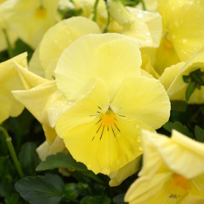 Pansy Matrix 'Lemon'.jpg