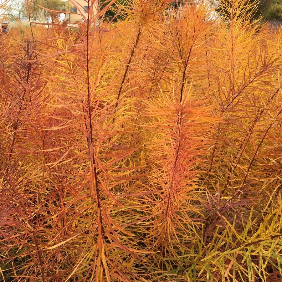 Amsonia hubrichtii.2jpg.jpg