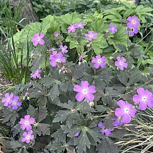 Geranium mac dark roast.jpg