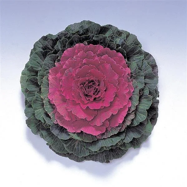 Kale Pigeon 'Red'.jpg
