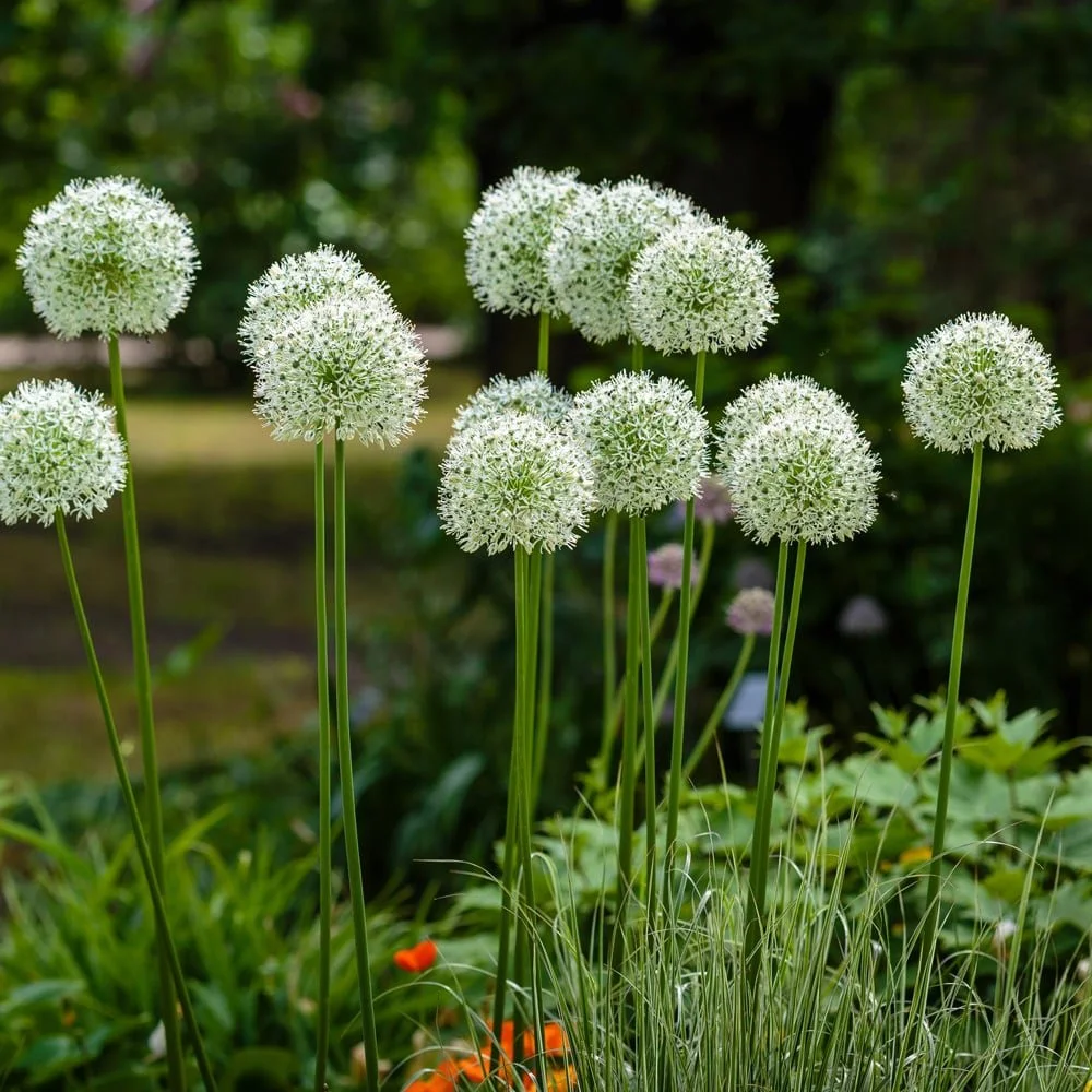 White Allium (Ornamental Onion)