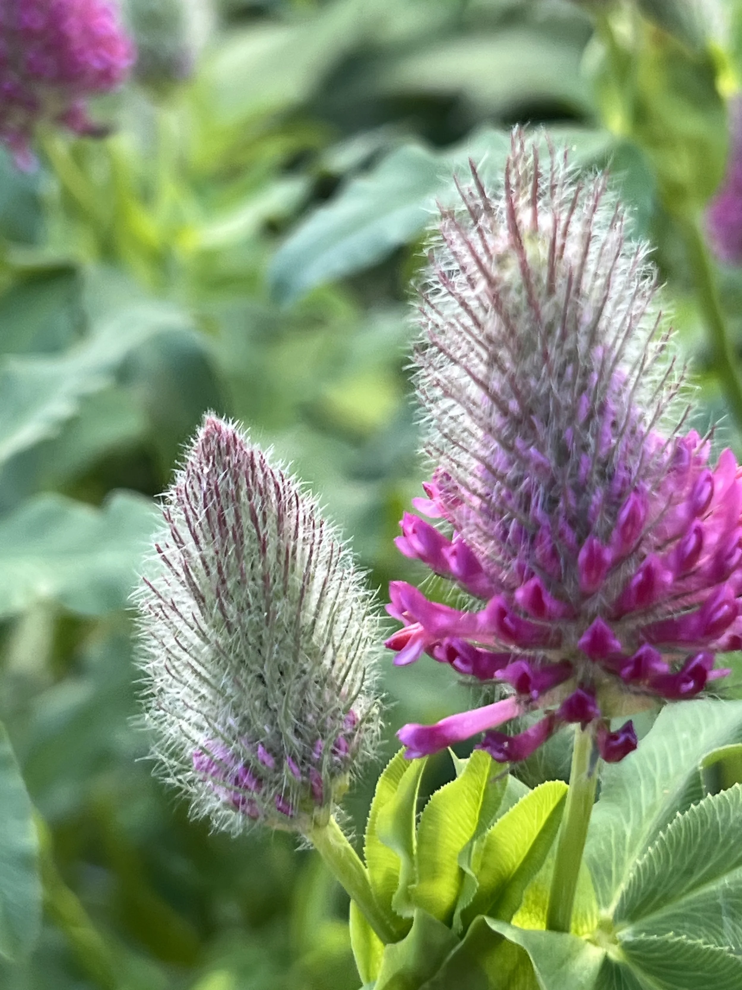 Red Clover - Native
