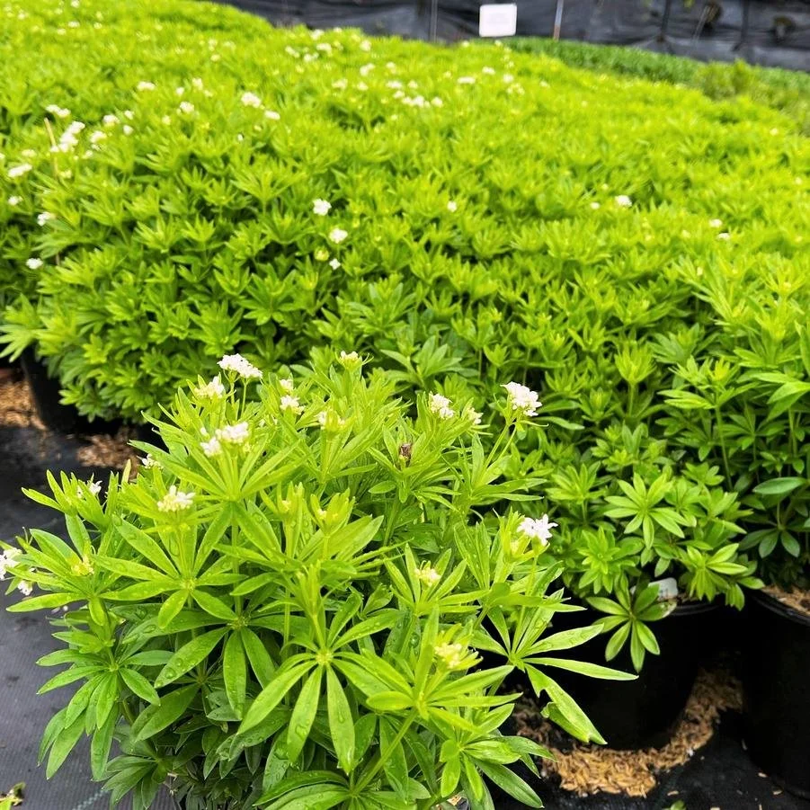 sweet woodruff.jpg
