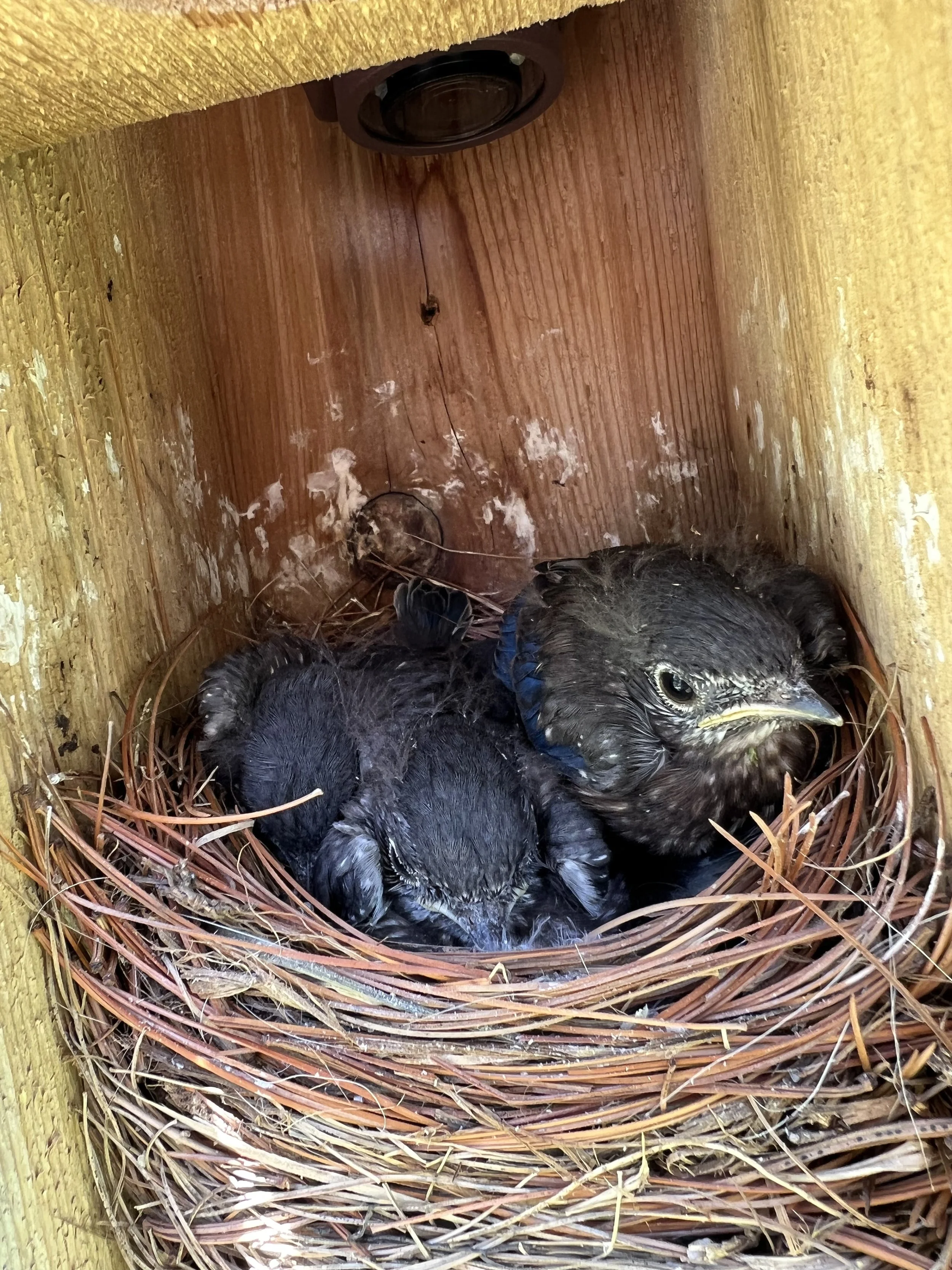 Getting to big for this!