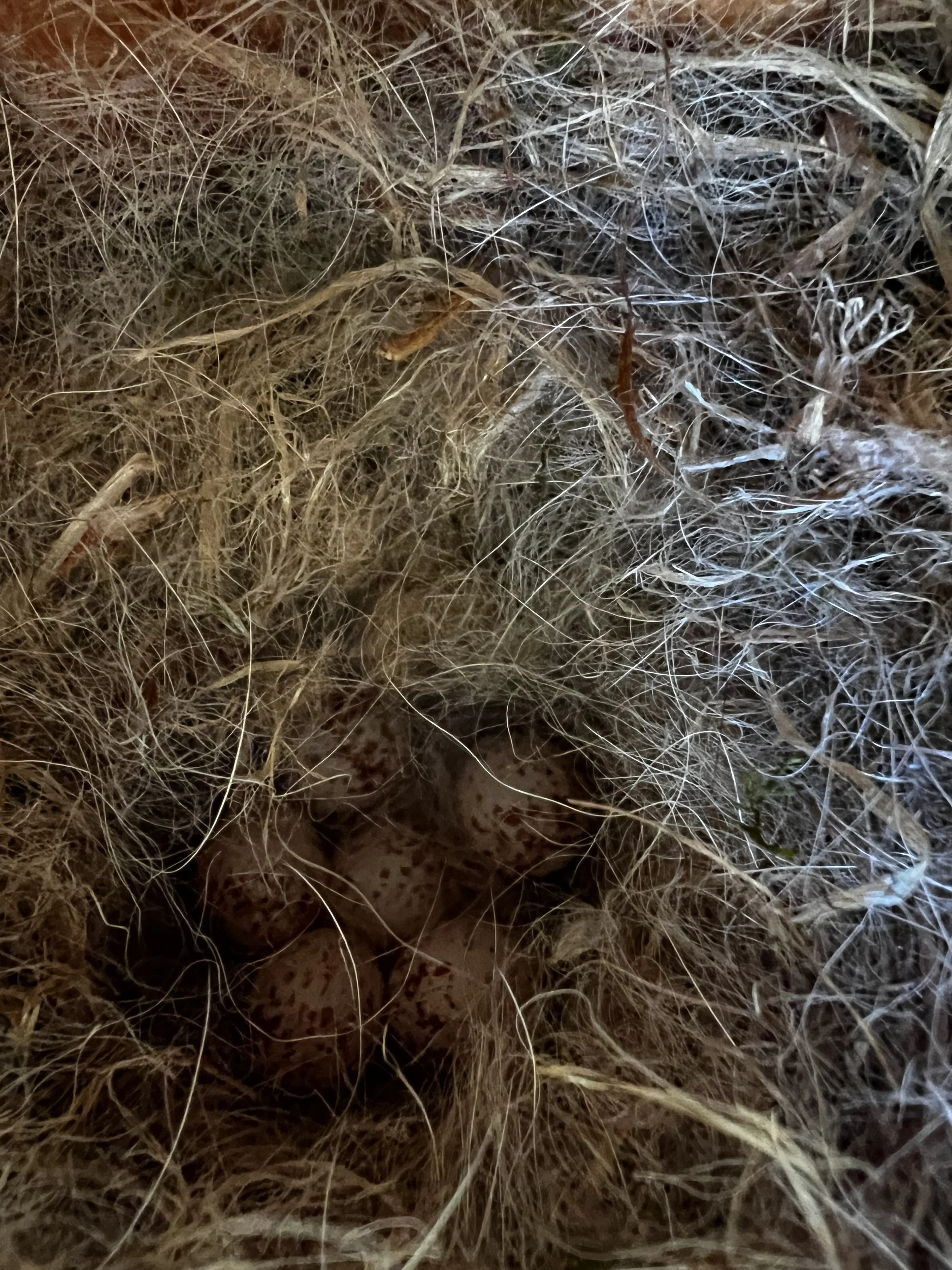 After the base layer of mosses, the chickadee adds a layer of insulation (animal fur and soft plant fibers).