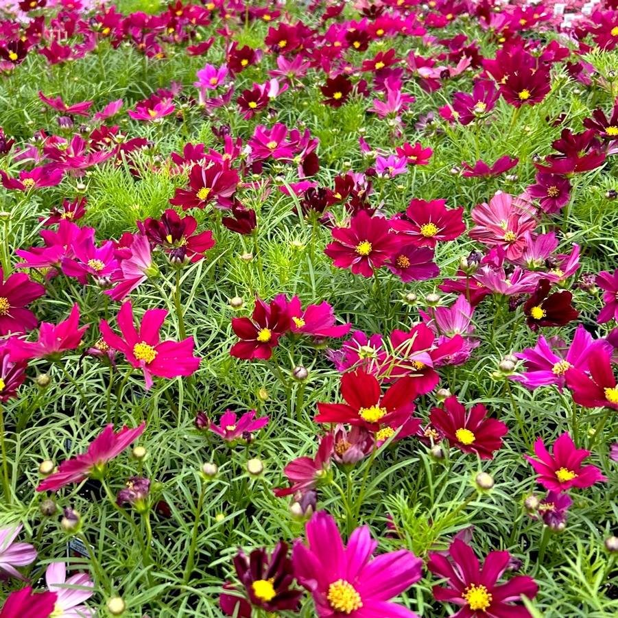 Cosmos - purple mix - annual