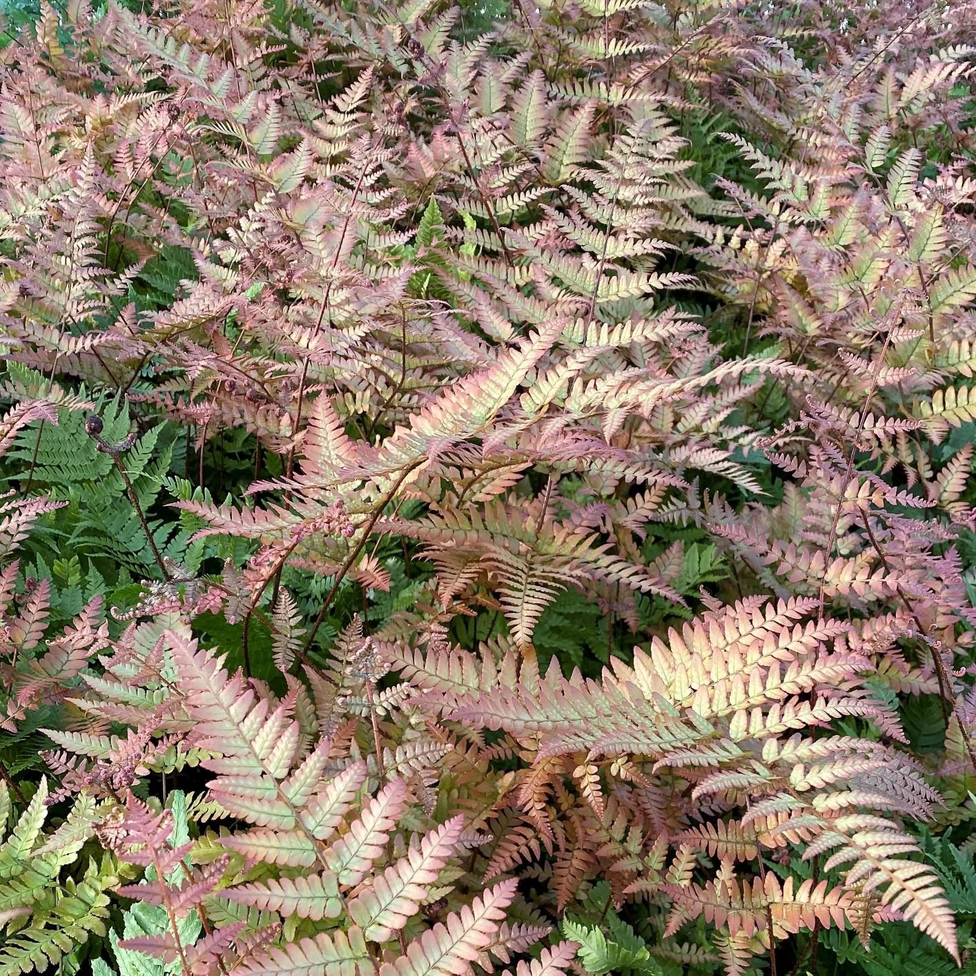 Autumn-Fern.jpg