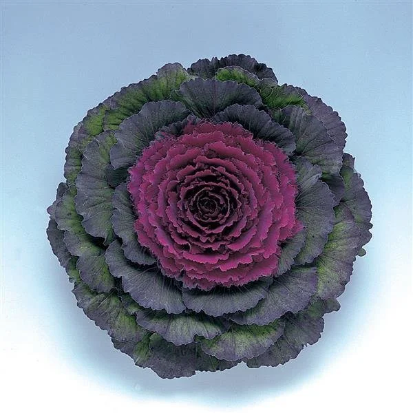 Kale Pigeon 'Purple'.jpg