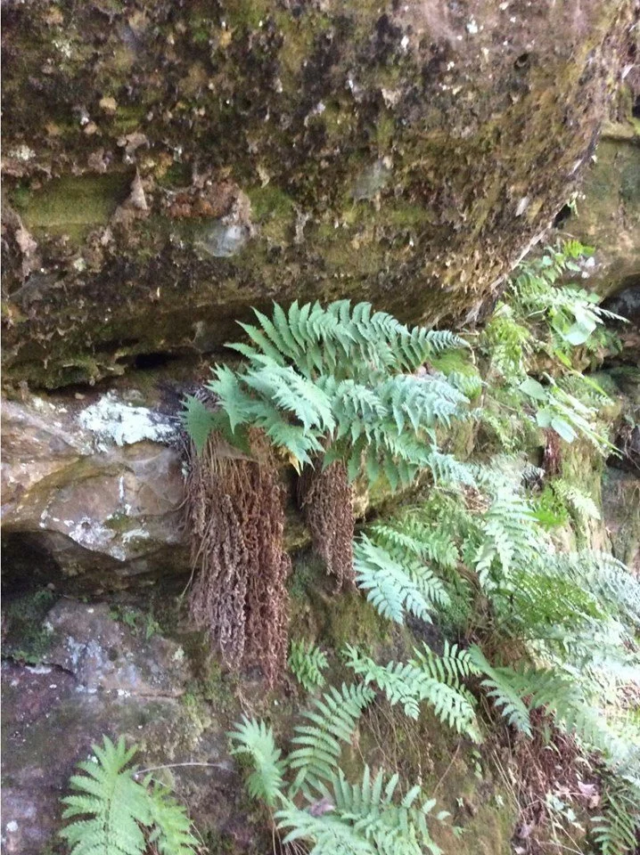 dryopteris cliff.jpg