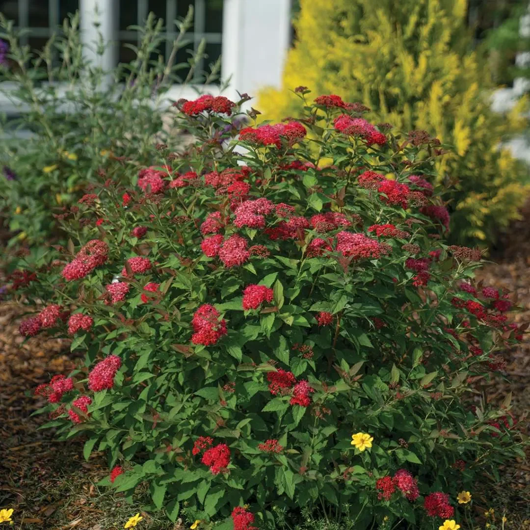 Spiraea-Double-Play-Doozie-1_1080_1080_60.webp