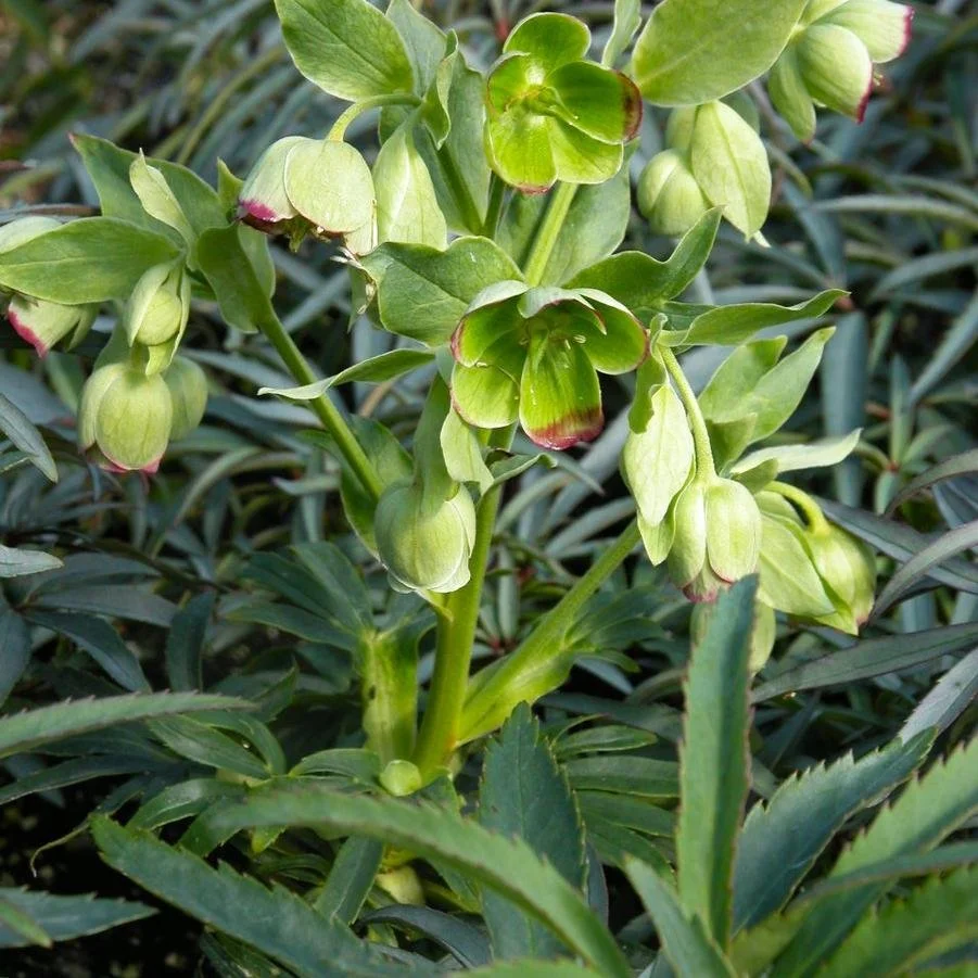 Helleborus foetidus.jpg