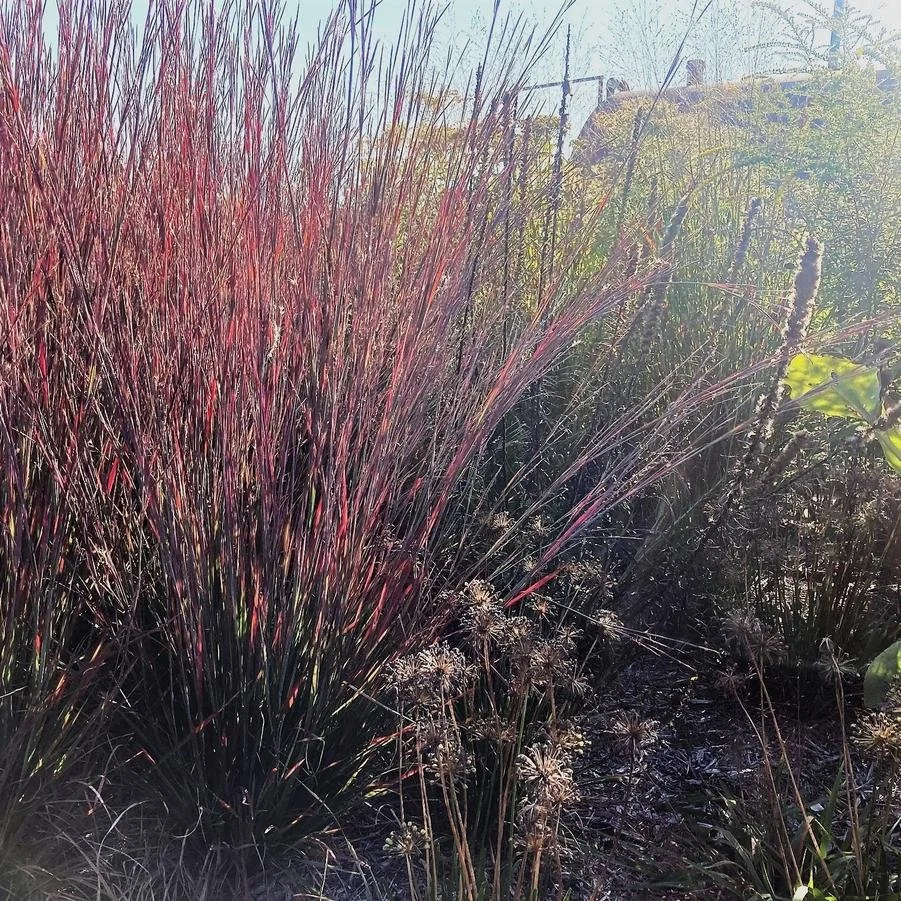 schizachyrium standing ovation.jpg2.jpg