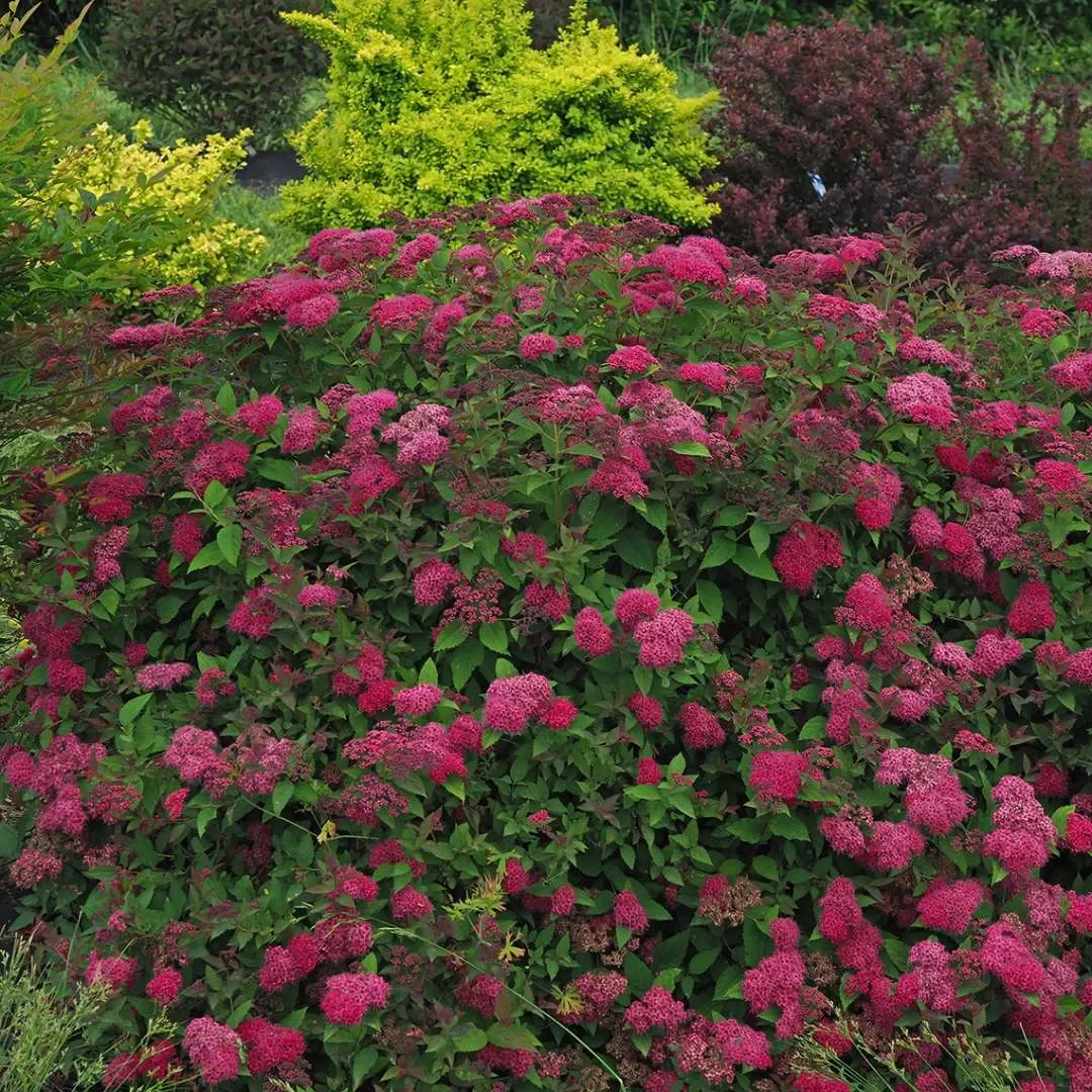 Spiraea-Double-Play-Doozie-3_1080_1080_60.webp
