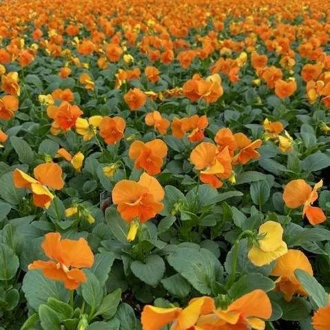 Pansy Matrix 'Deep Orange'.jpg