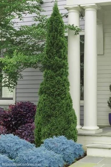 thuja emerald squeeze.jpg2.jpeg