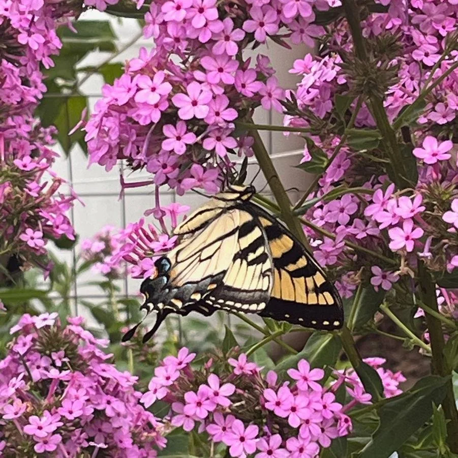 Phlox paniculata 'Jeana'.jpg