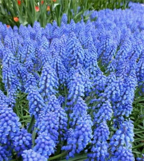 Muscari (Grape Hyacinth) 50 bulbs