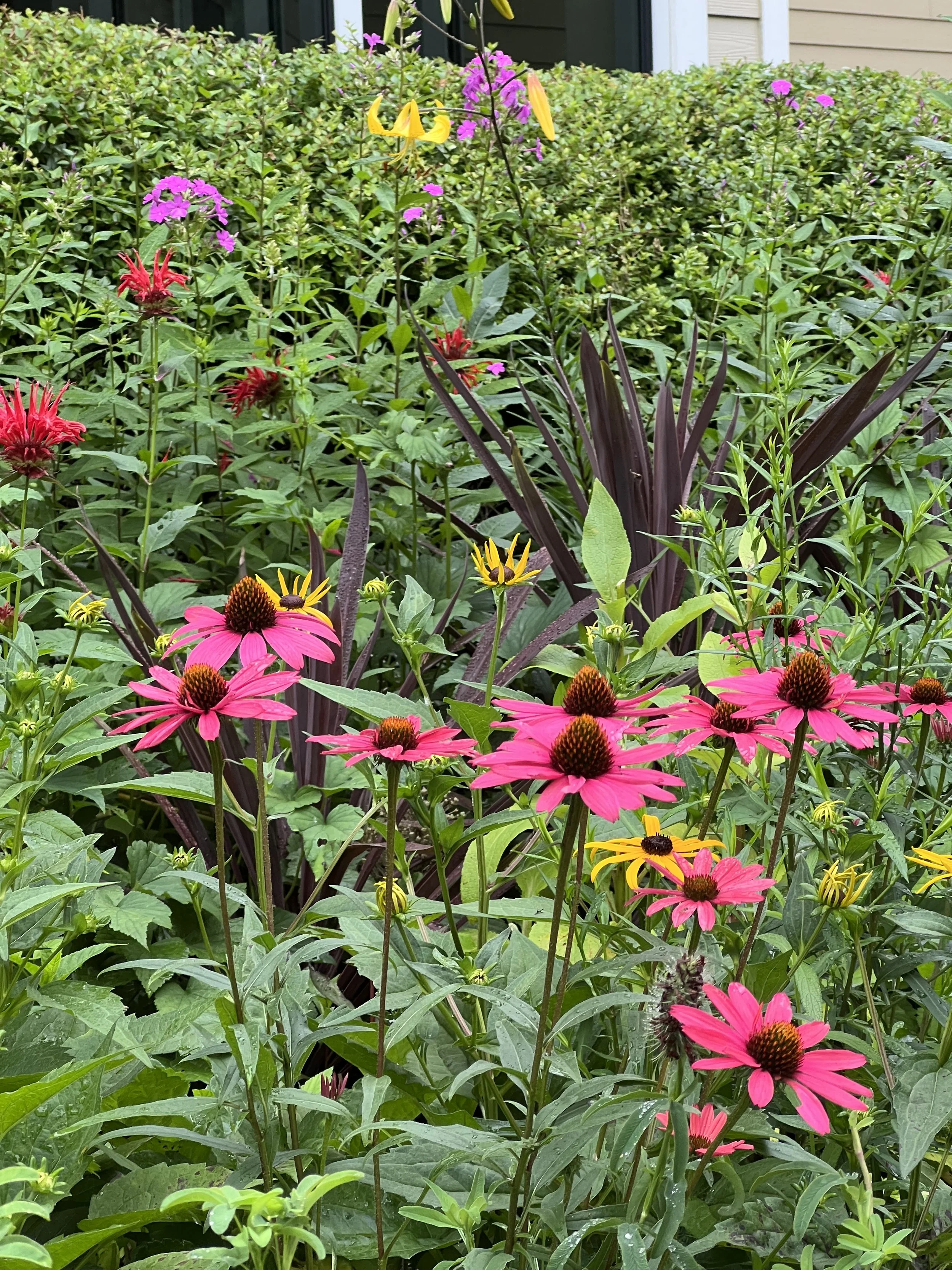 Native butterfly garden annapolis