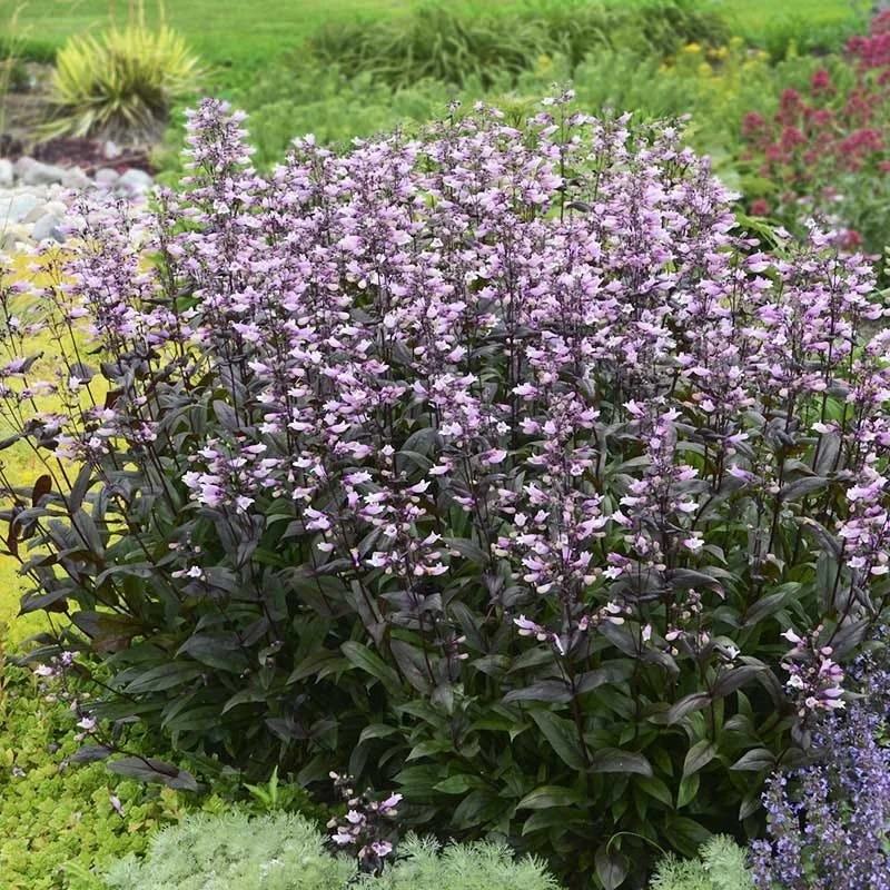 penstemon_dark_towers_walters_gardens_cropped.jpg
