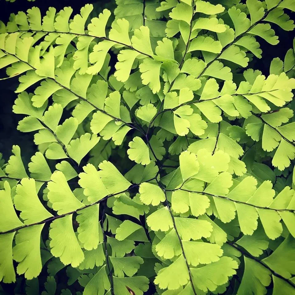maiden-hair-fern-1.jpg