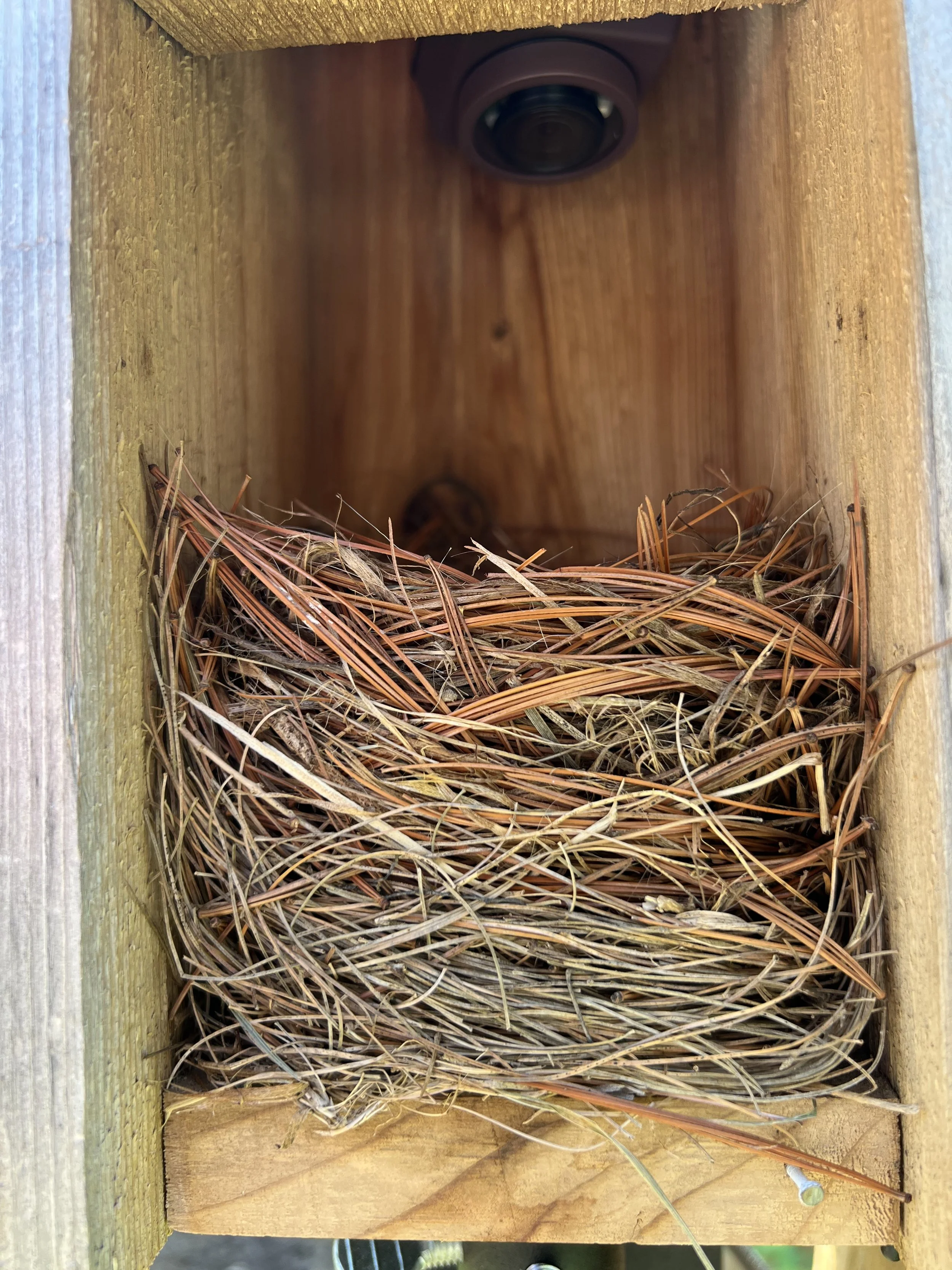 Until the nest is suitable for her eggs.