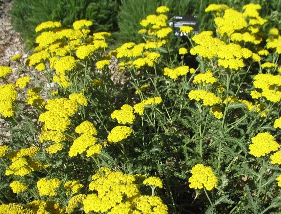 achillea-moonshine.jpg