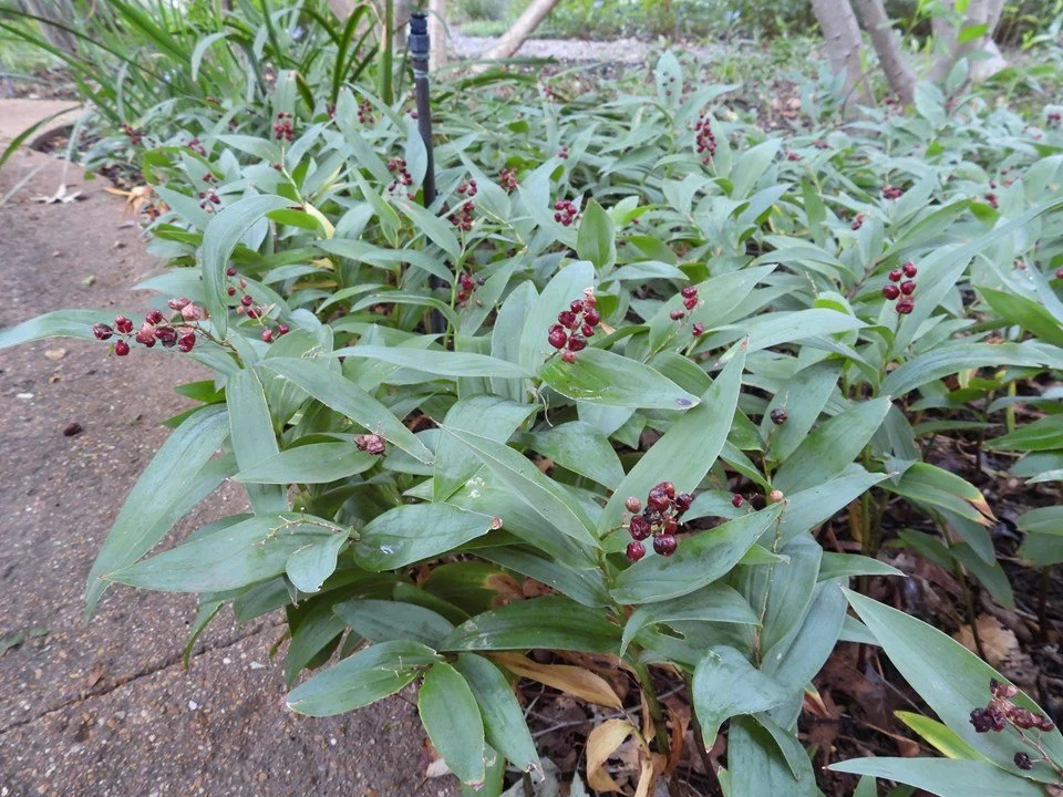 Maianthemum-racemosum.jpgfall.jpeg
