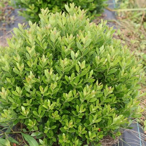 strongbox_inkberry_holly_3.jpg