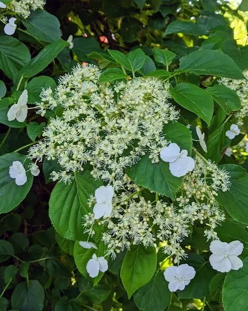 Climbing Hydrangea.jpg