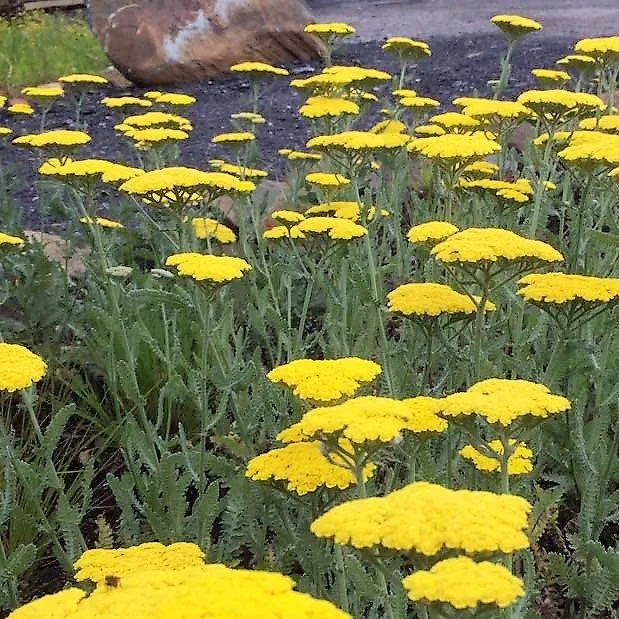 Yarrow 'Little Moonshine'