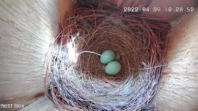 An egg is laid each morning.  This is the 2nd day...