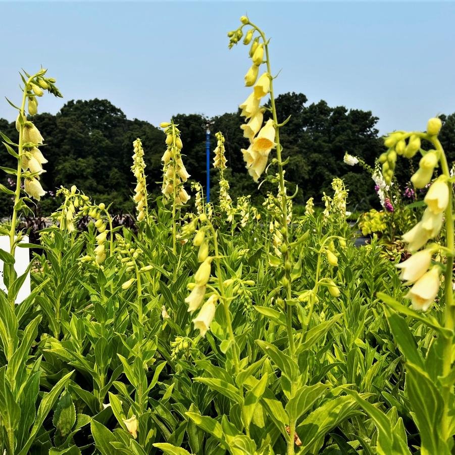 digitalis grandiflora.jpg2.jpg
