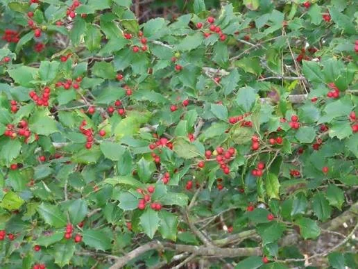 ilex opaca maryland dwarf.jpgleaves and berries.jpeg