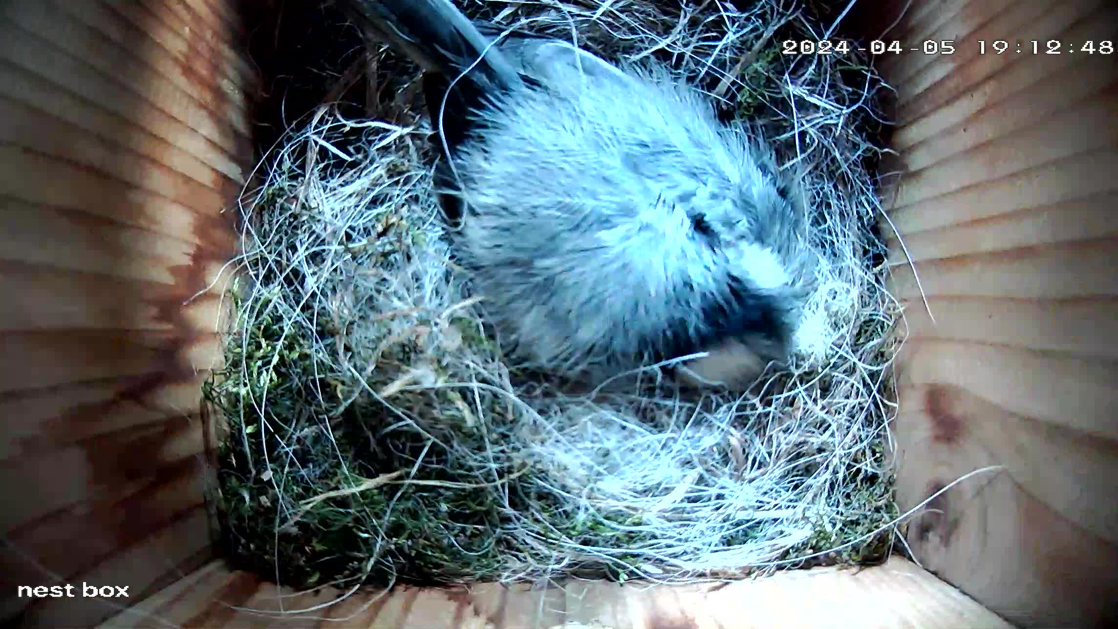 On a chilly May morning, the adult female sleeps puffed up with her beak under her wing to conserve body heat.  