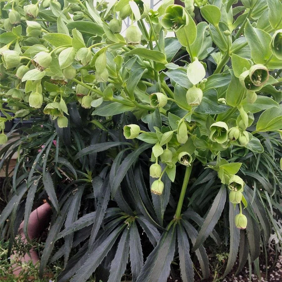 Helleborus foetidus.jpg3.jpg