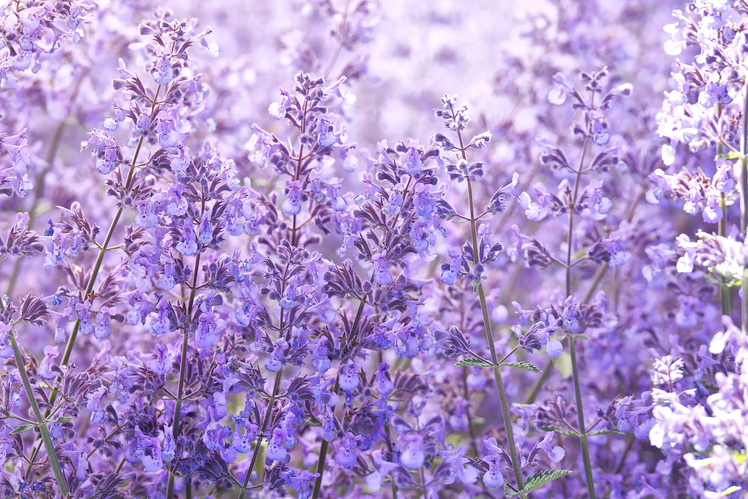 40485_nepeta_x_faassenii_novanepjun_junior_walker_2443mnc.webp