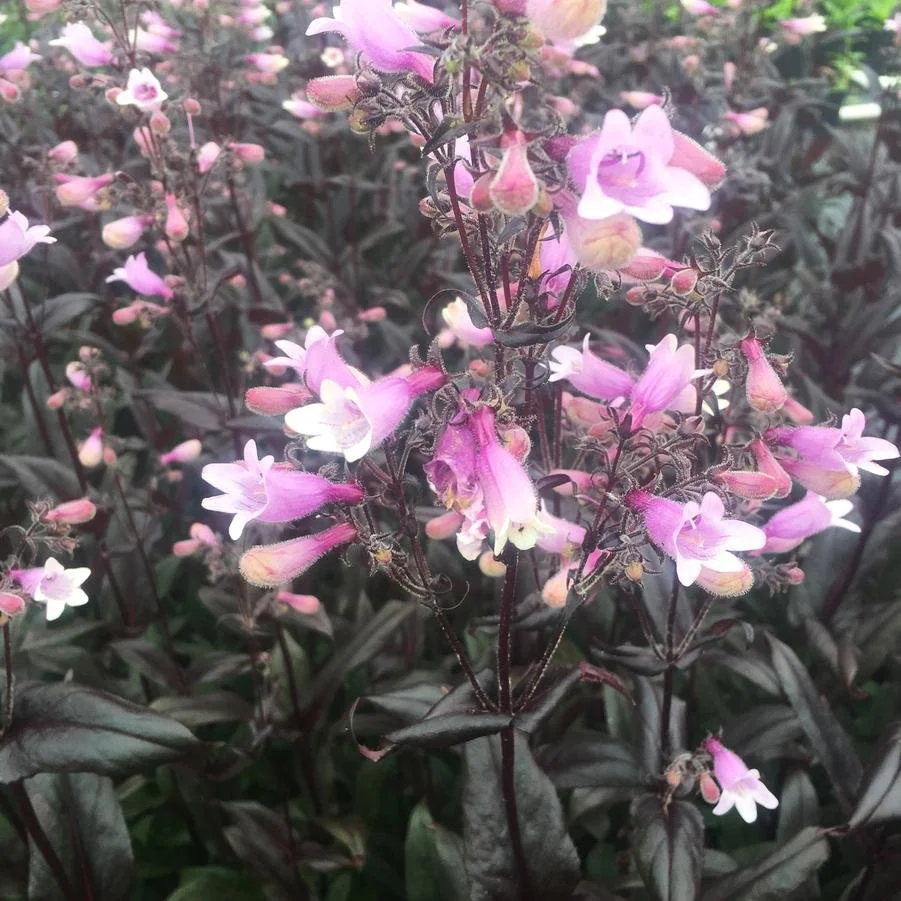 Penstemon 'Dark Towers'