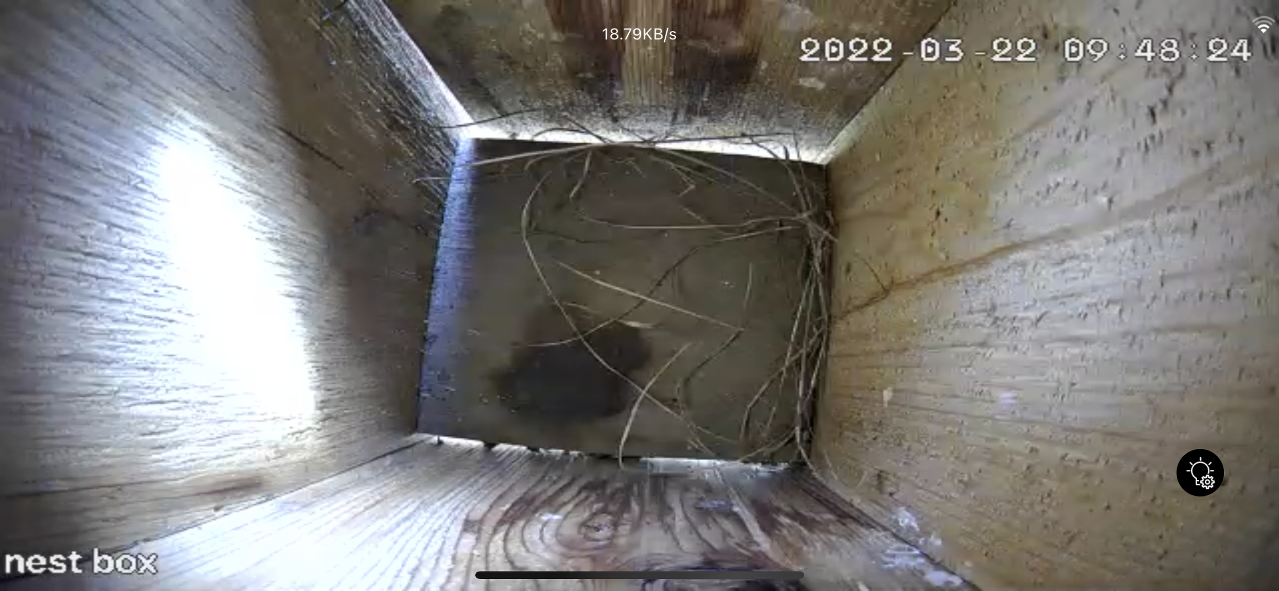 Test grasses.  If they are undisturbed for several days, the female will start building her nest. 