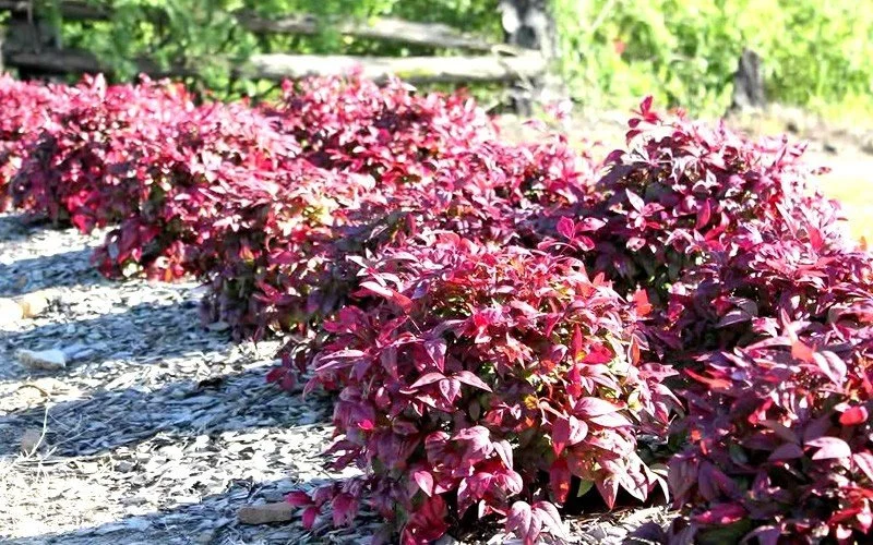 nandina blush pink2.jpg