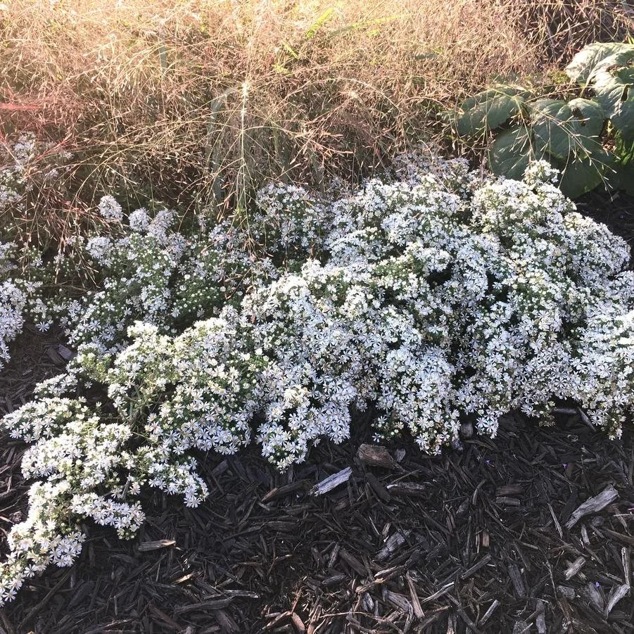 heath aster snow flury.jpg
