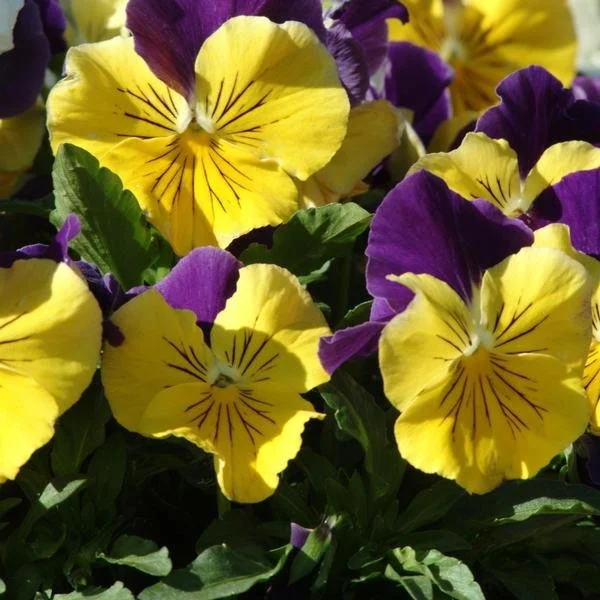 Pansy Matrix 'Morpheus'.jpg