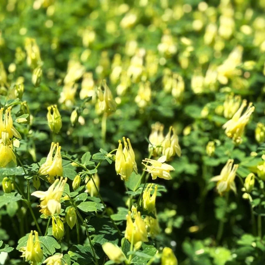 aquilegia can. corbett.jpg2.jpg