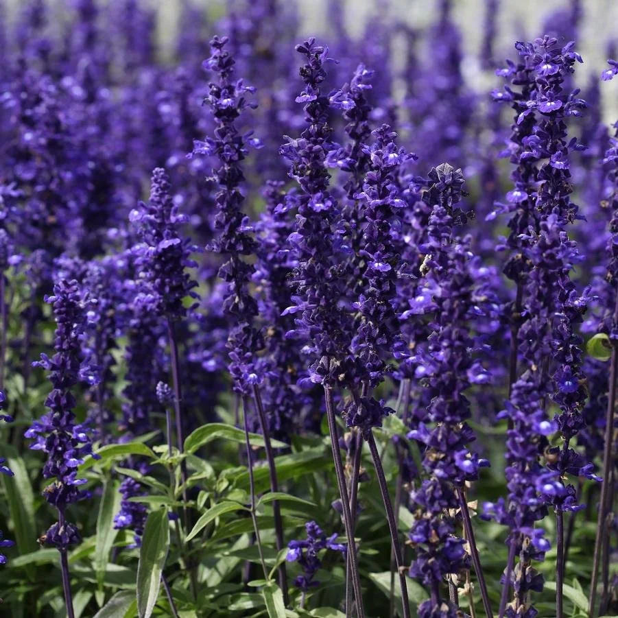 Salvia' 'Victoria Blue' - annual