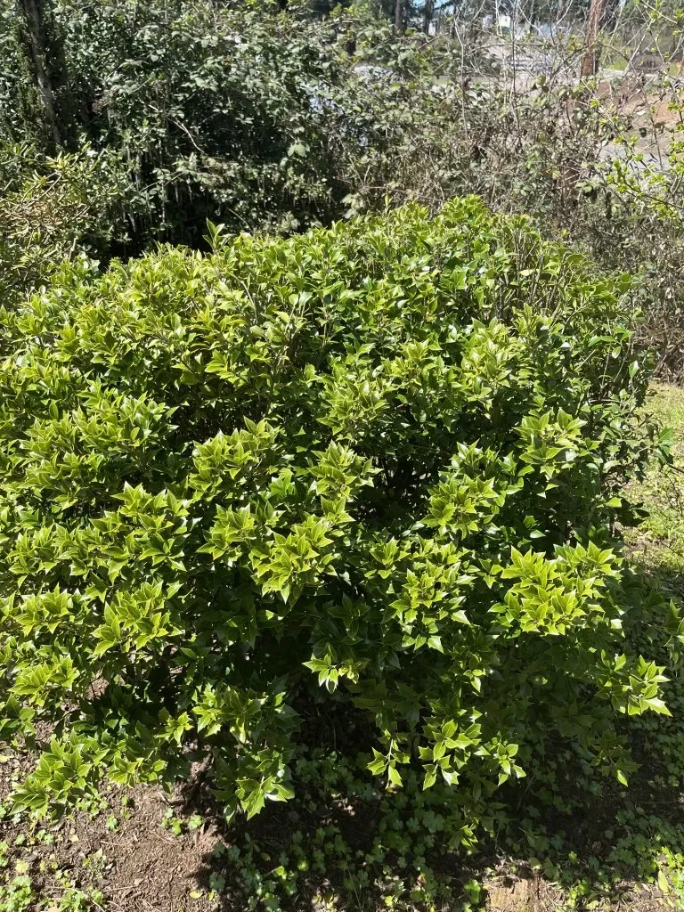 osmanthus hetro fastgate.webp