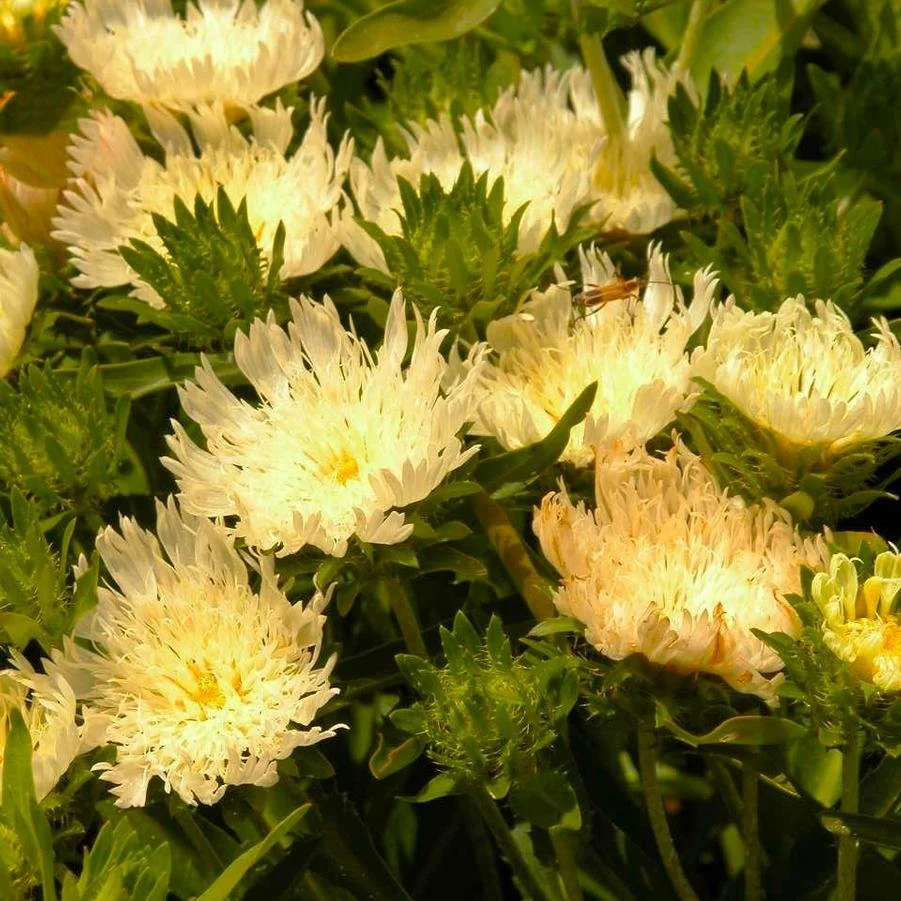 Stokesia laevis Mary Gregory.jpg