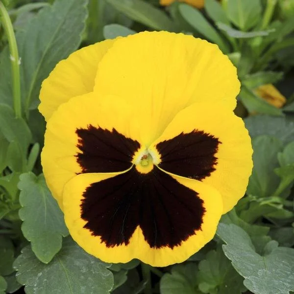 Pansy Matrix 'Yellow Blotch'.jpg