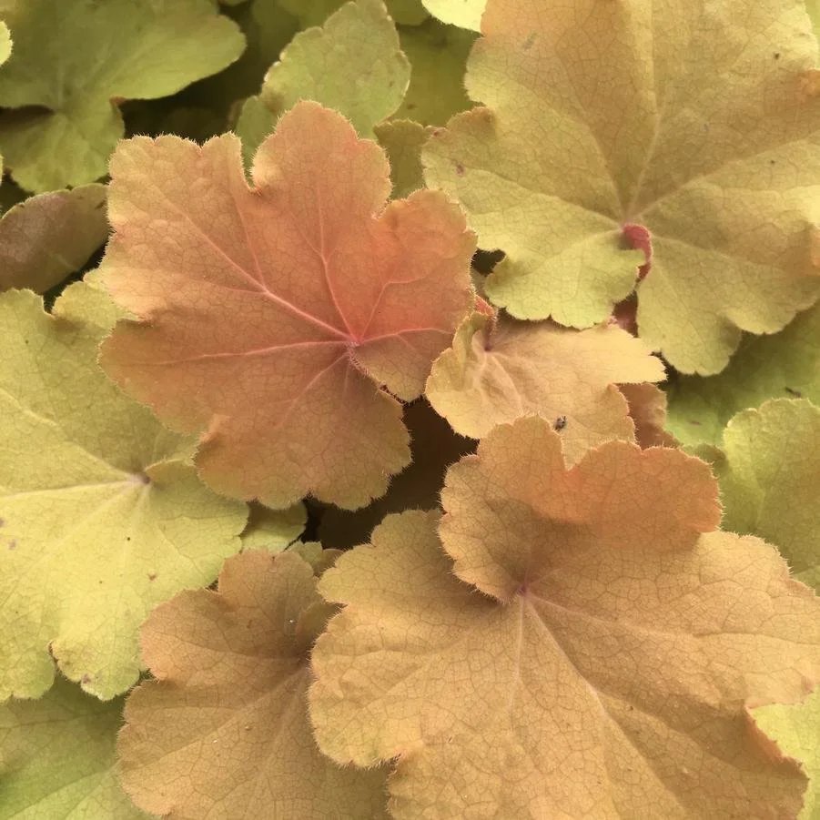 Heuchera vil Calamel.jpg